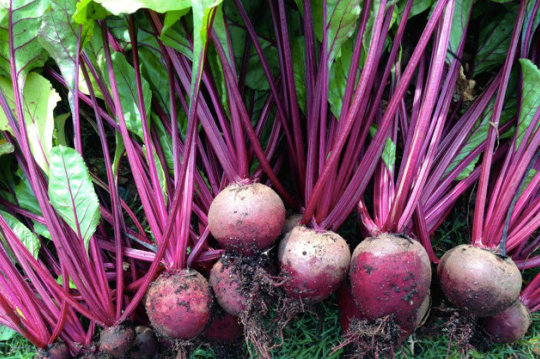 Check out the super quick recipe below for a quick, delicious beetroot fix.
